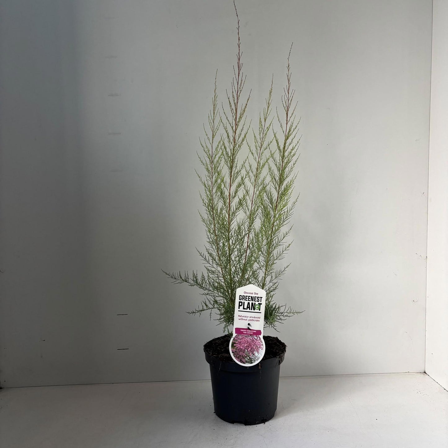 Tamarix ram. Pink Cascade 35cm 19cm Pot