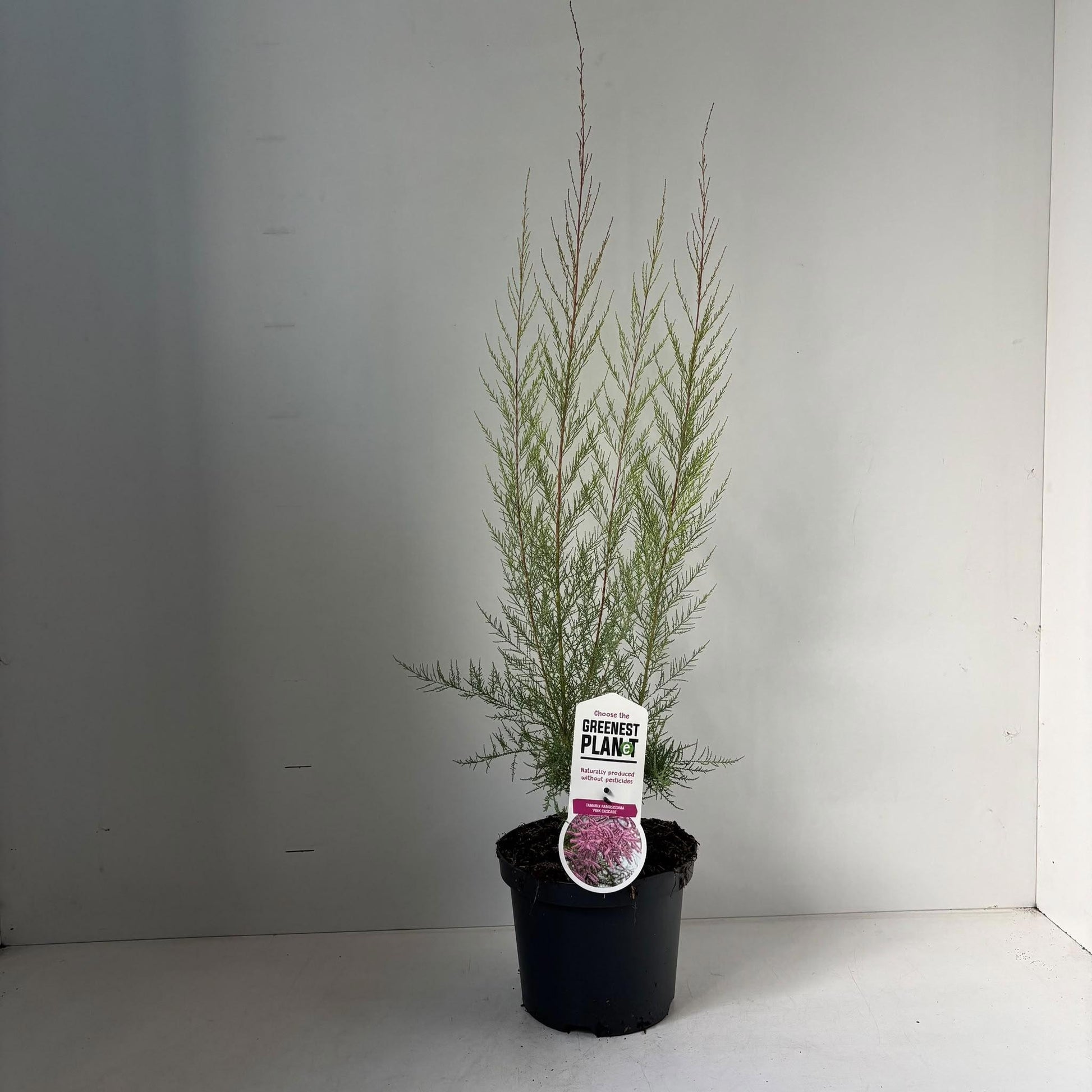 Tamarix ram. Pink Cascade 35cm 19cm Pot