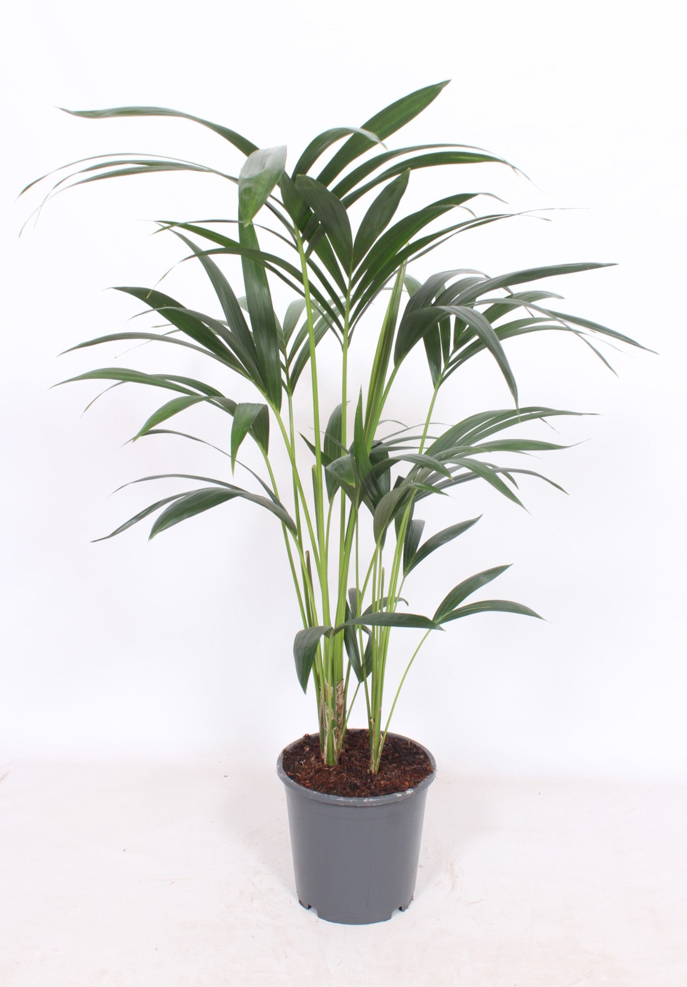 Howea forsteriana 100cm 21cm Pot