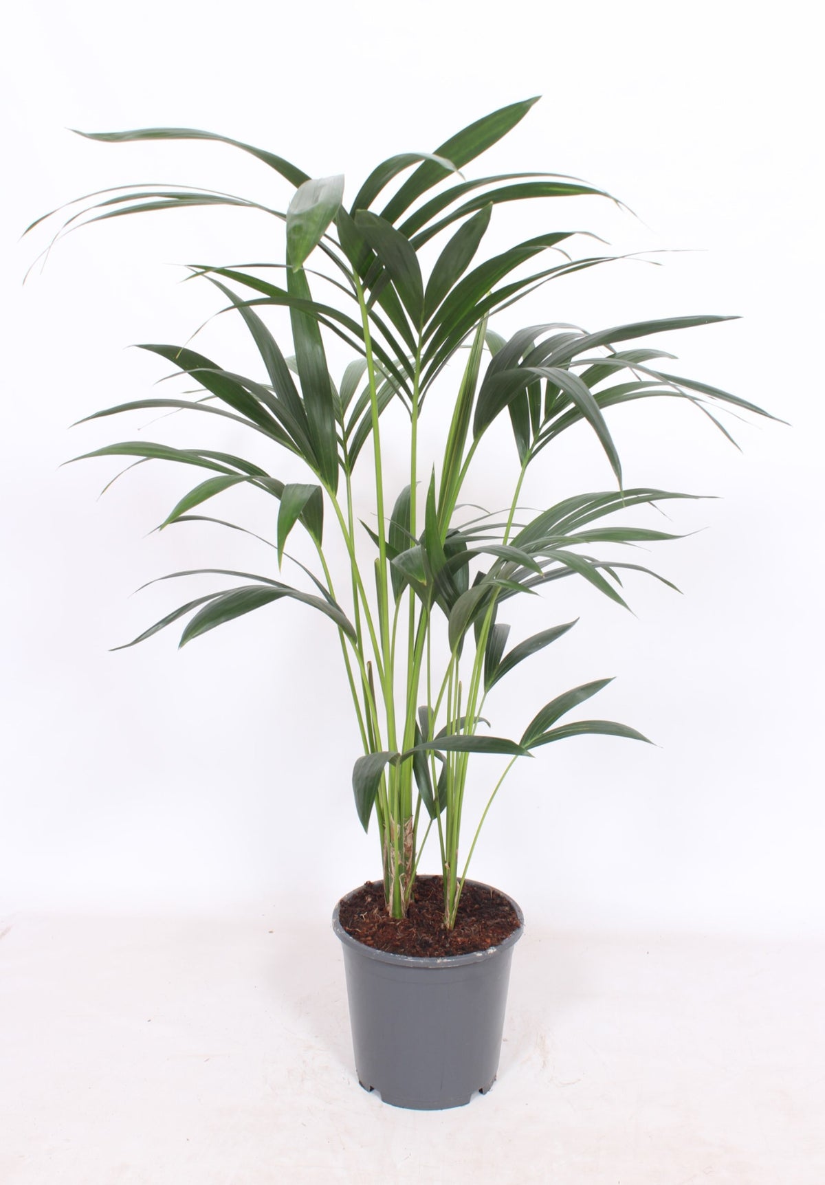 Howea forsteriana 100cm 21cm Pot