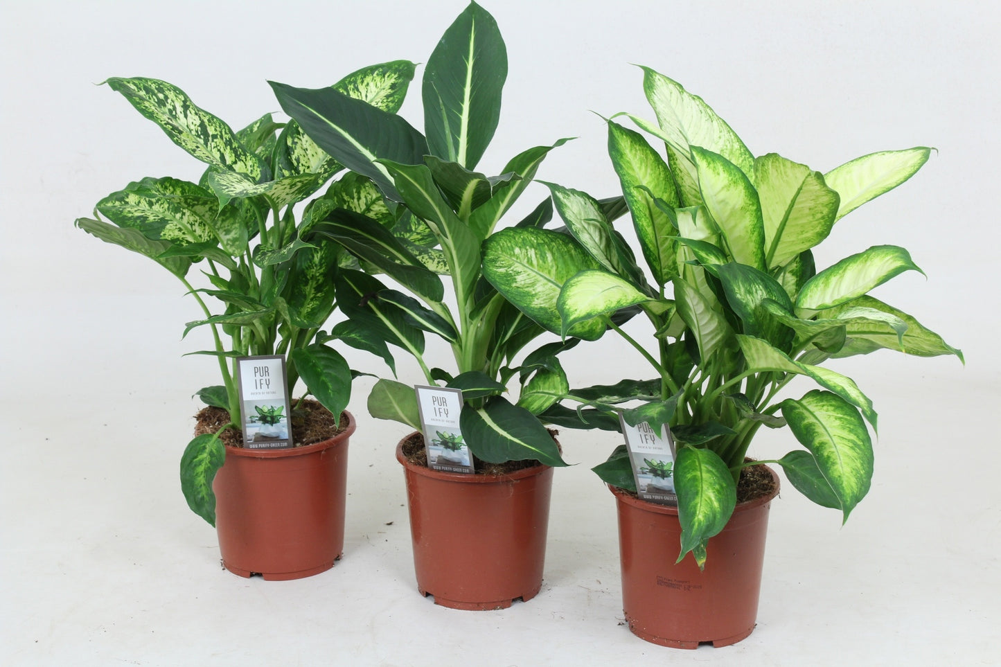 Dieffenbachia mix 60cm 17cm Pot