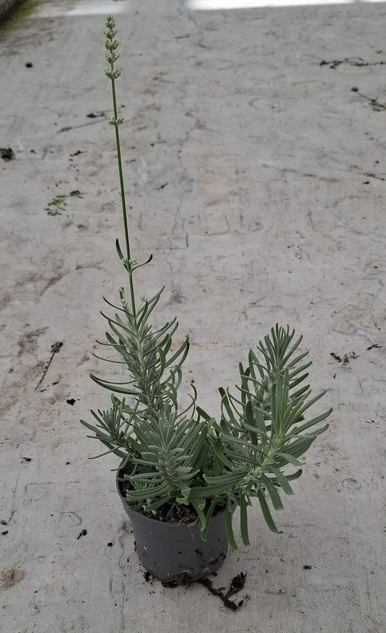Lavandula ang. Vienco Purple 25cm 510cm Pot