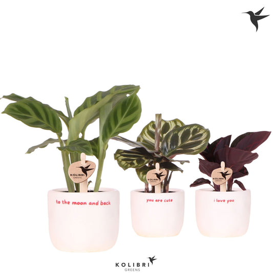 Calathea mix 16cm 6cm Pot
