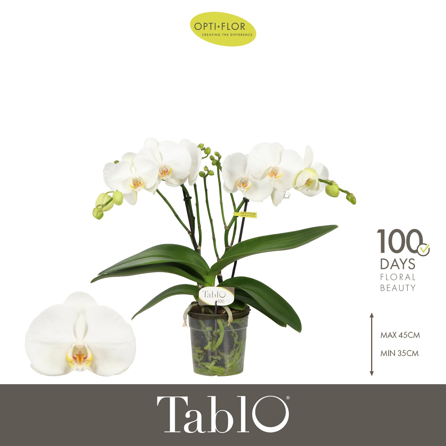 Phalaenopsis white 40cm 12cm Pot