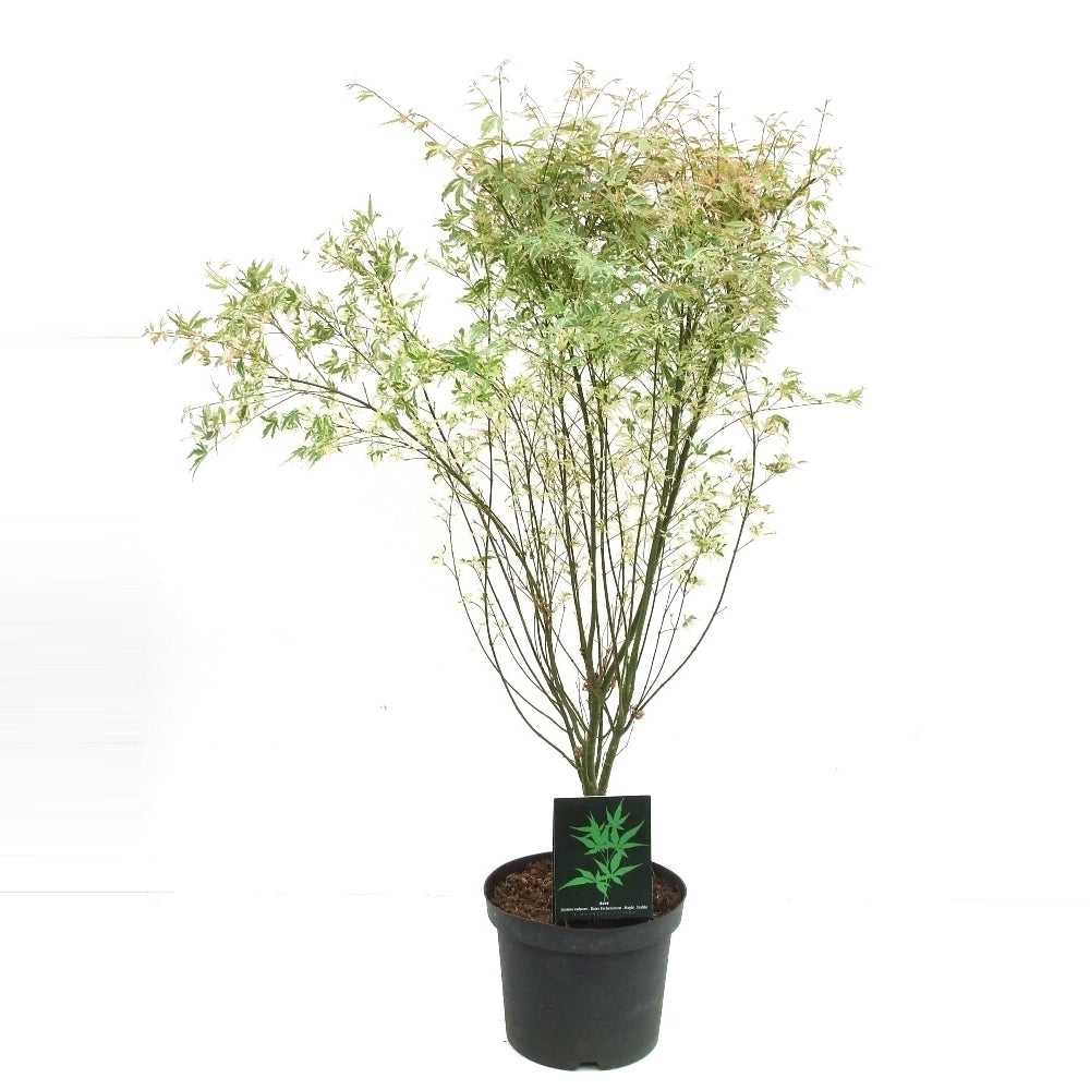 Acer Butterfly 80cm 26cm Pot