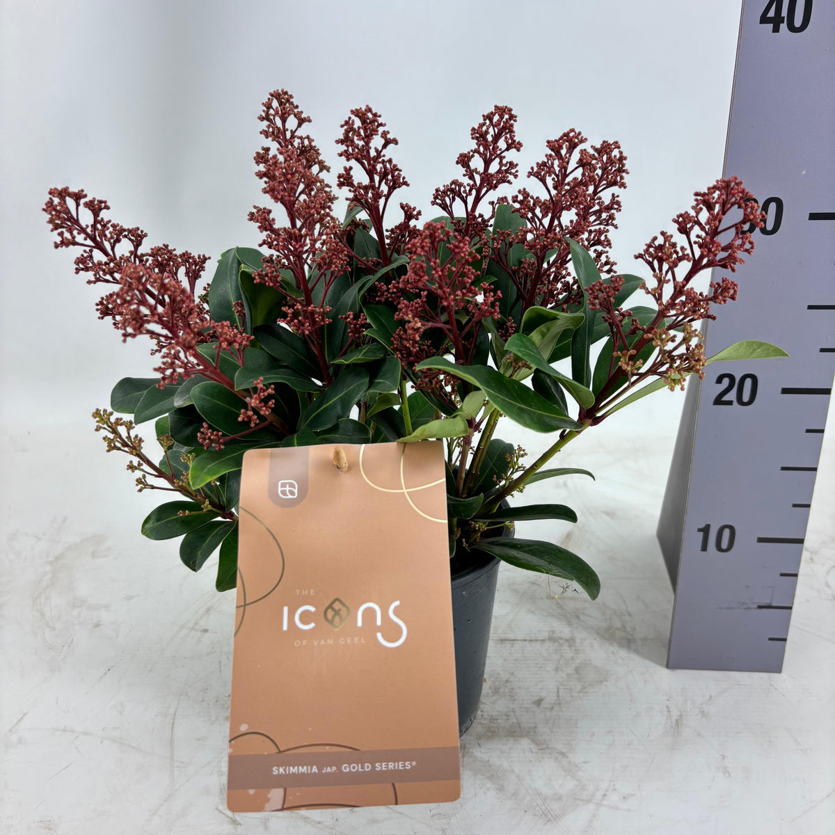 Skimmia japonica Seduction 35cm 15cm Pot