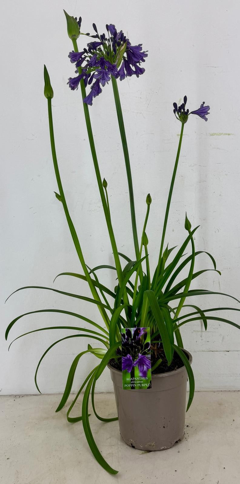 Agapanthus Poppin Purple 90cm 22cm Pot