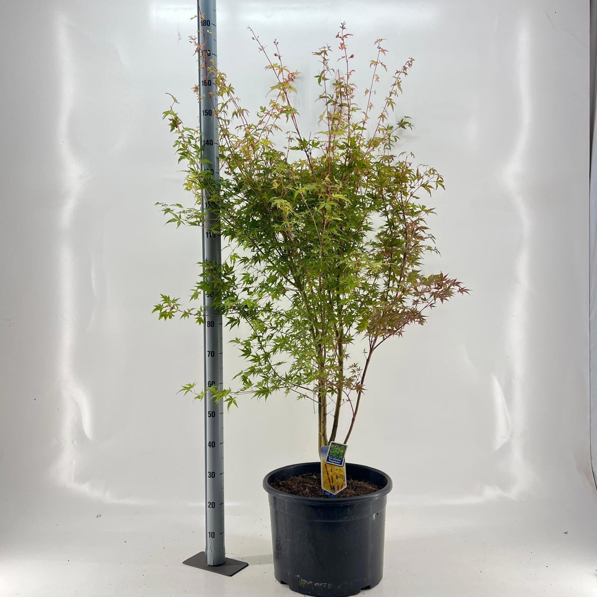 Acer Sangokaku 140cm 40cm Pot