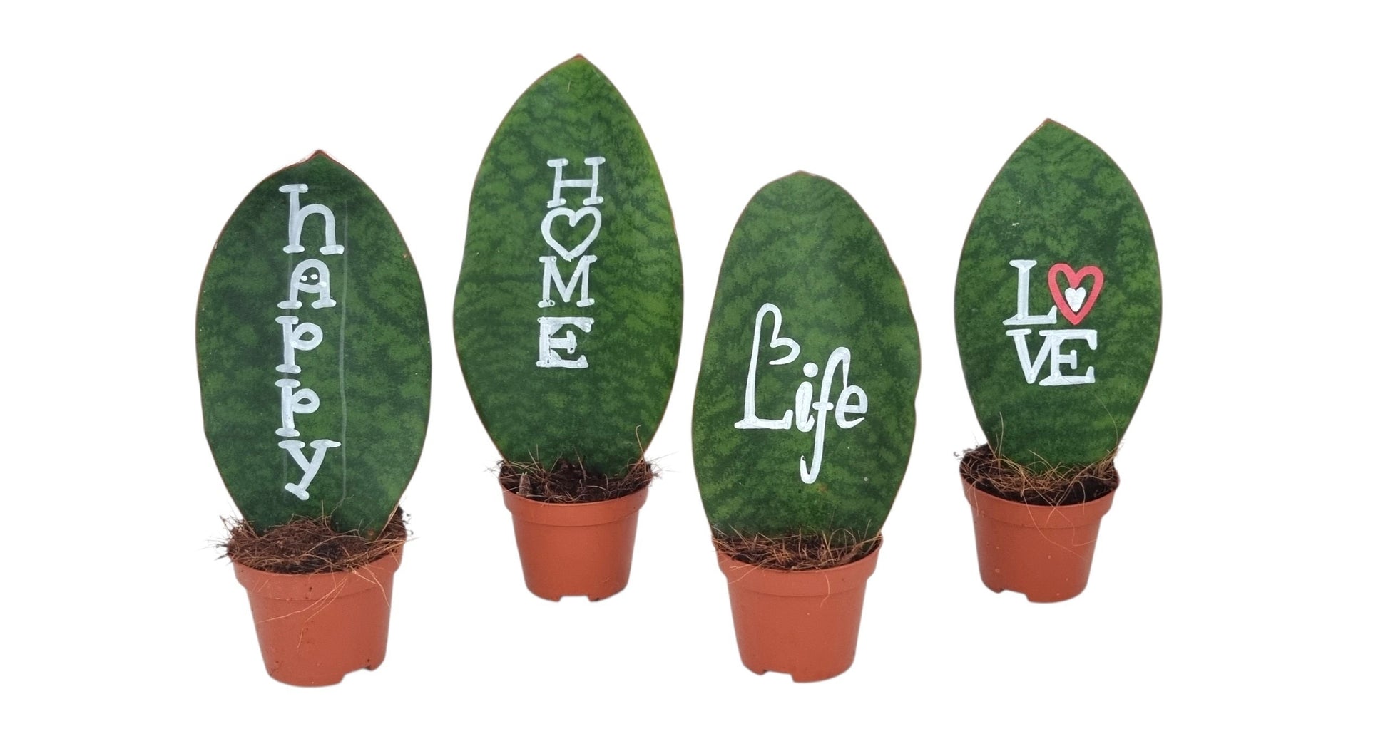 Corsaplant Sansevieria trifasciata Pack of 20