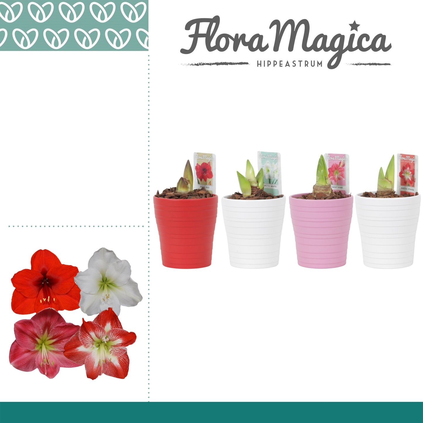 arr. Hippeastrum mix Amy 25cm 12cm Pot