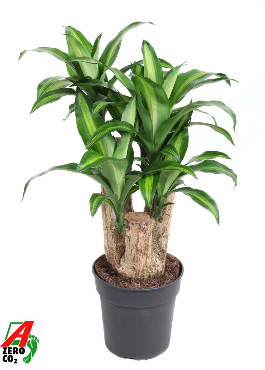 Dracaena frag. Massangeana 90cm 24cm Pot