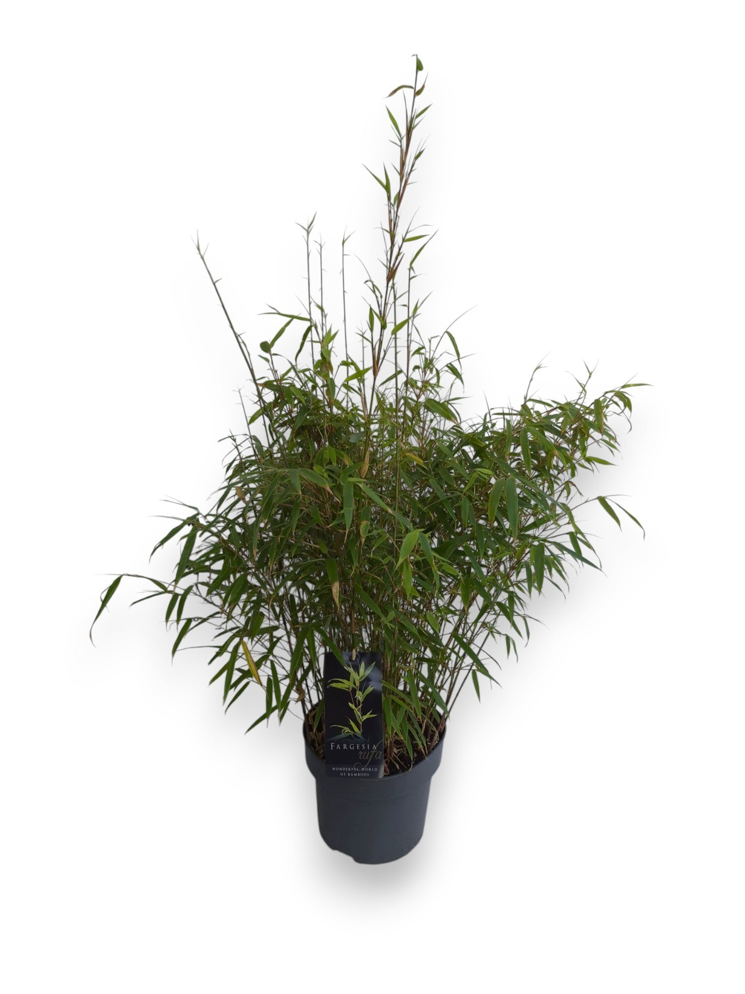Fargesia rufa 90cm 23cm Pot
