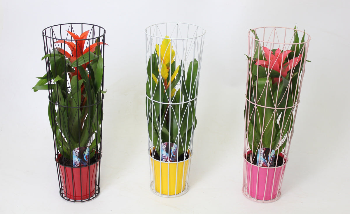 Bromelia mix 50cm 15cm Pot