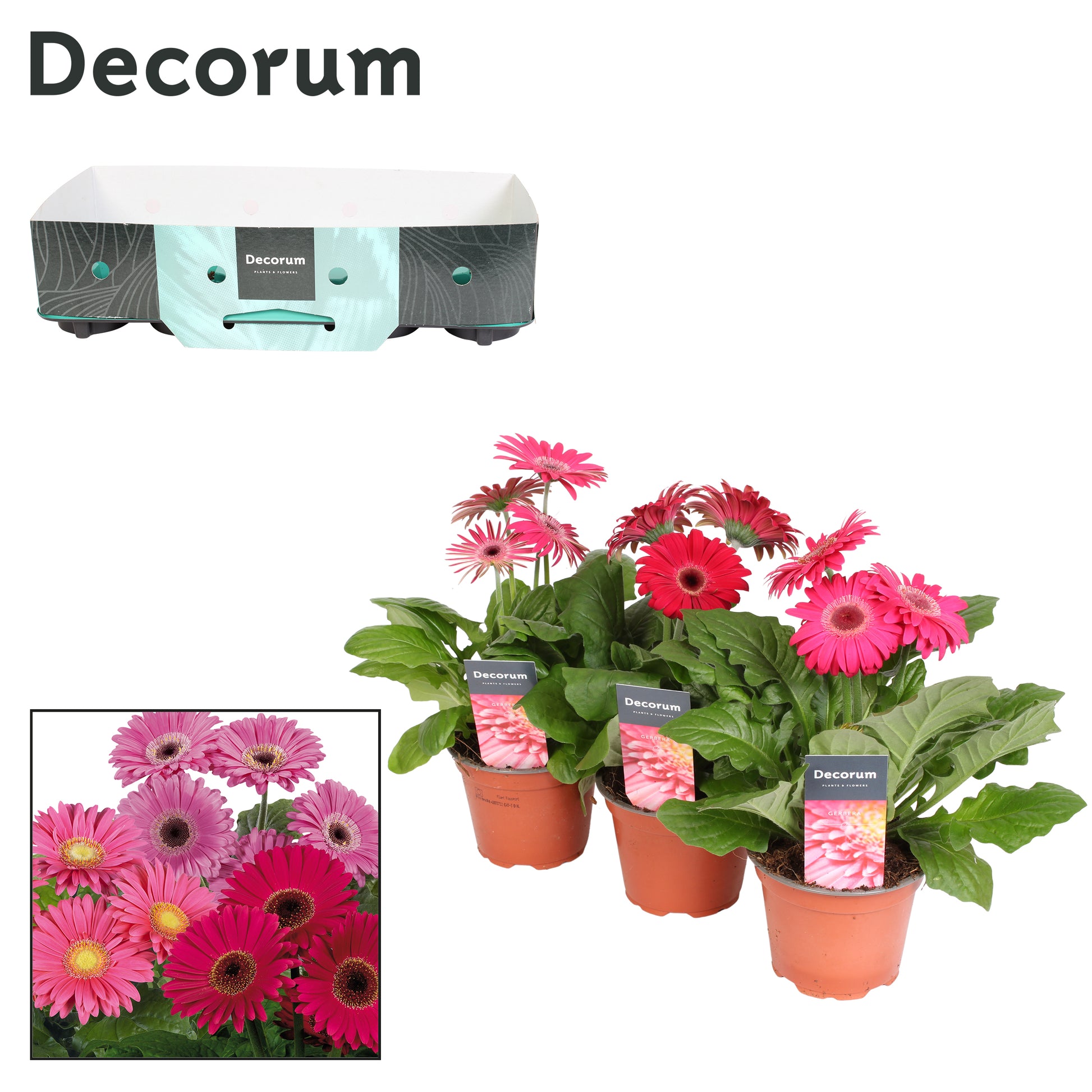 Velden, Firma Freek v.d. Gerbera Flori Line purple Pack of 10