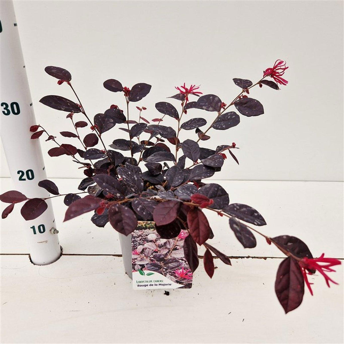 Loropetalum chinense 25cm 15cm Pot