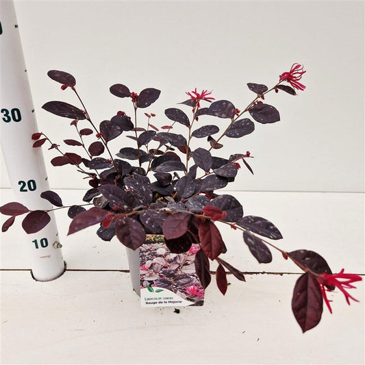 Loropetalum chinense 25cm 15cm Pot