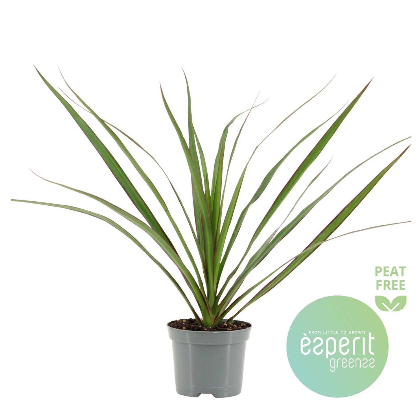 Esperit Plants Dracaena marginata Pack of 21