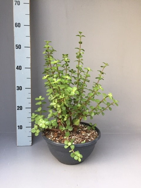 Portulacaria afra 50cm 27cm Pot