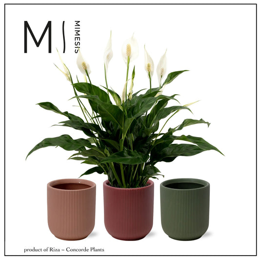 Spathiphyllum Sweet Curiosa 50cm 13cm Pot