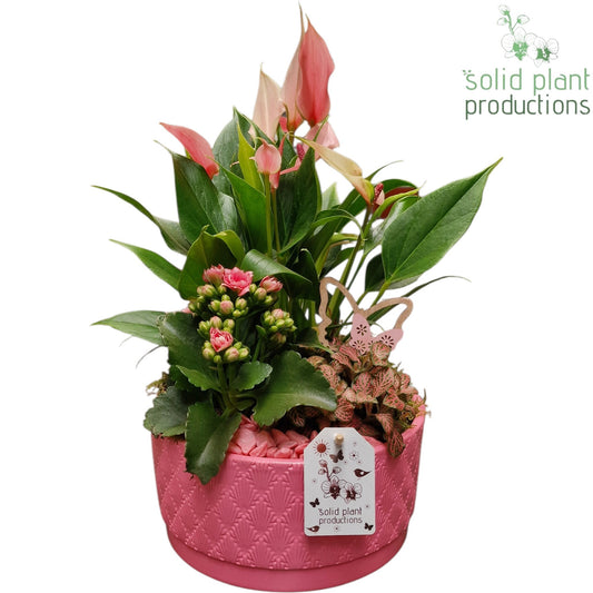 AT003 Loes Pink Anthurium 42cm 22cm Pot