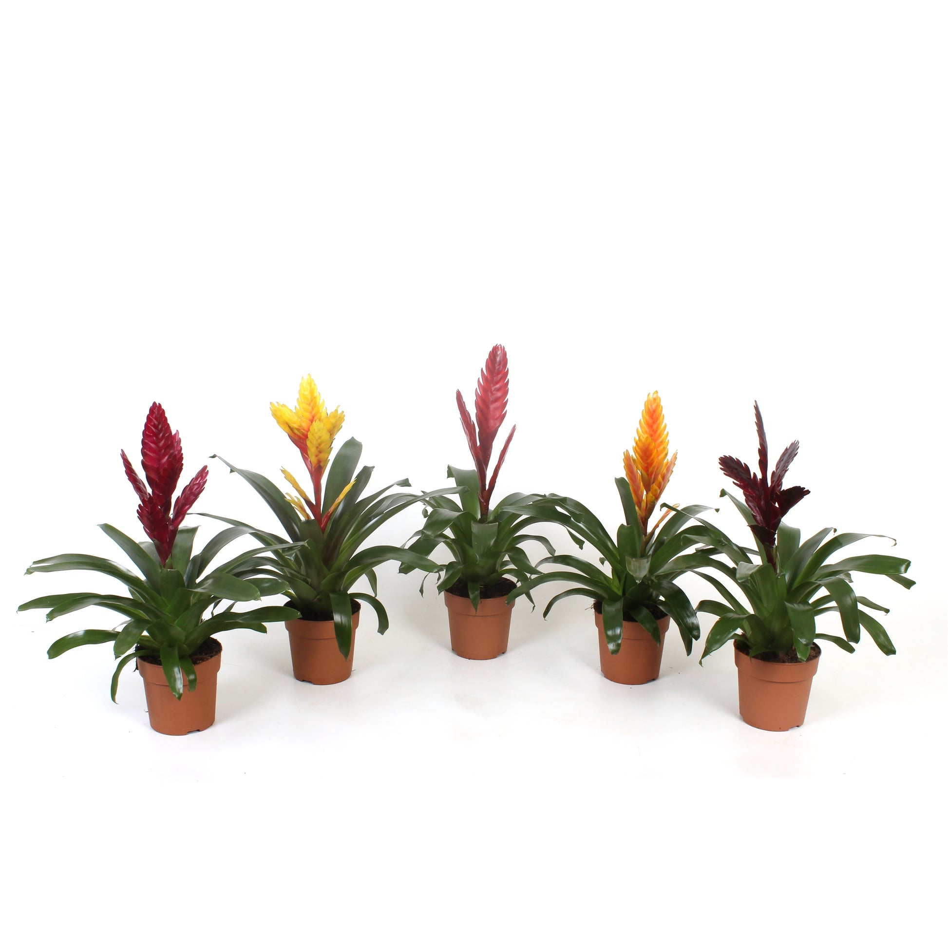 Best Bromelia Vriesea mix Pack of 6