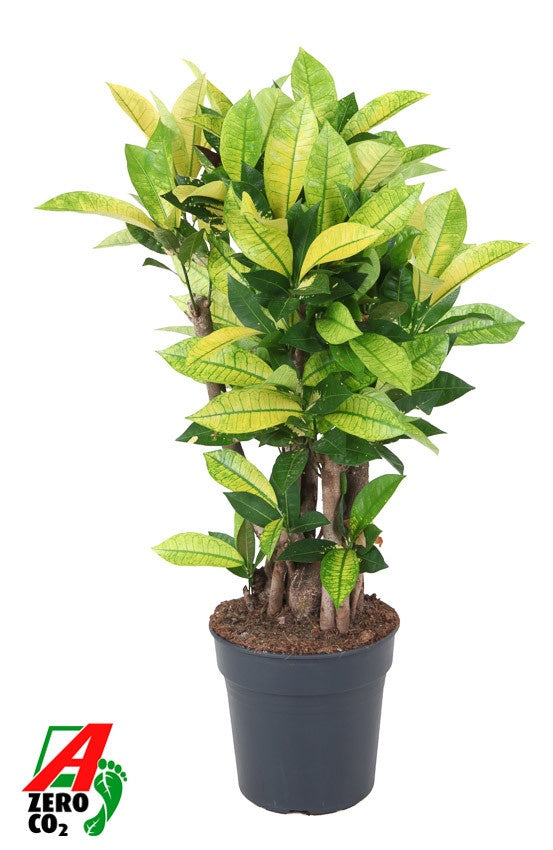 Codiaeum variegatum 80cm 24cm Pot
