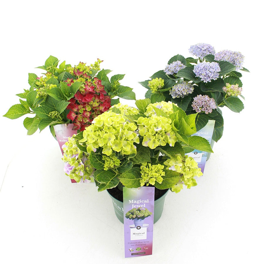 Jong Plant BV, De Hydrangea macr. Magical mix Pack of 10