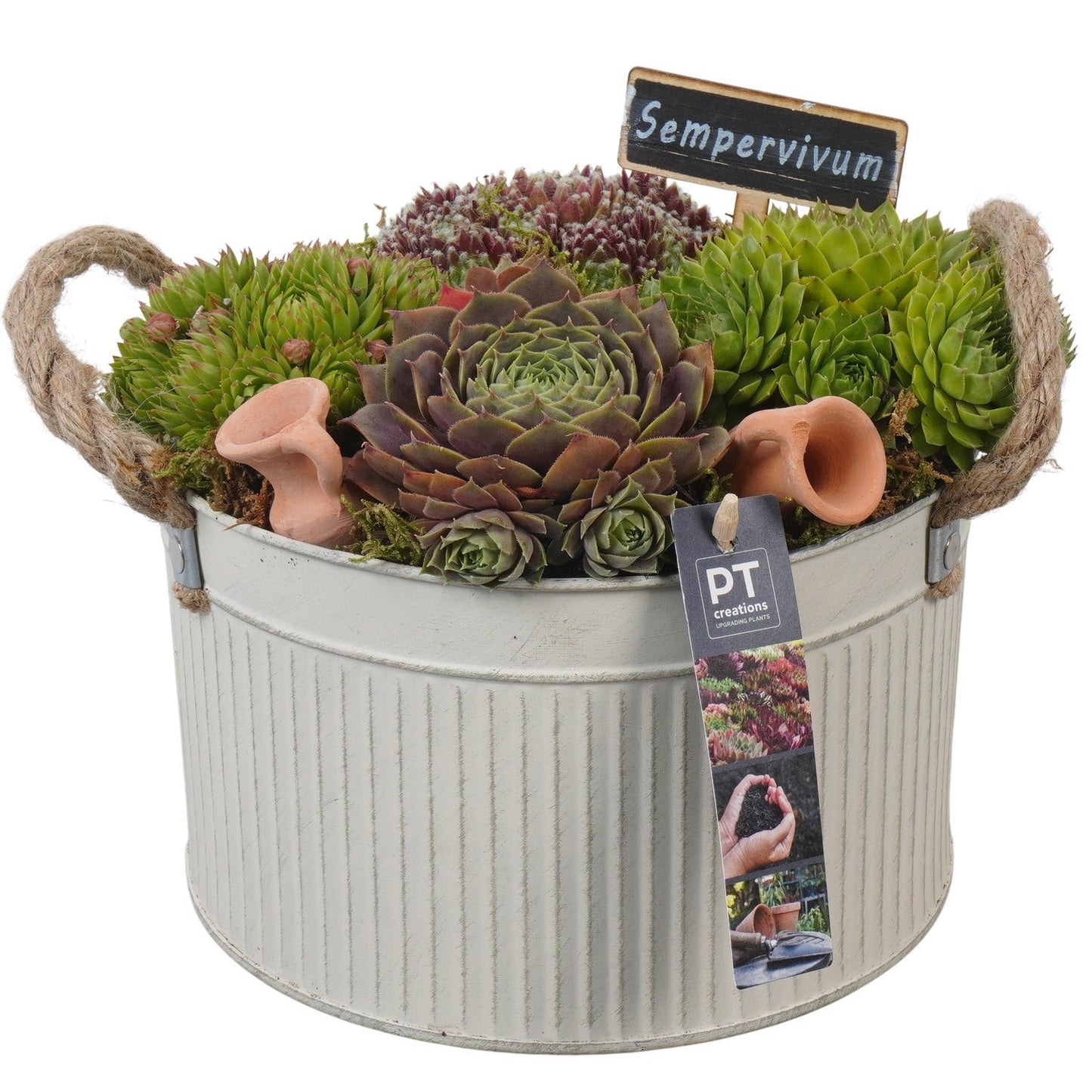 arr. Sempervivum 22cm 21cm Pot