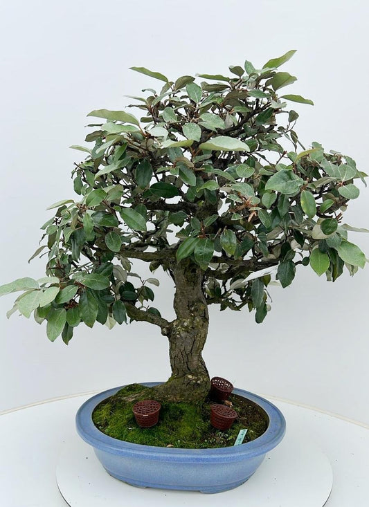 Bonsai Metasequoia Forest 70cm 39cm Pot