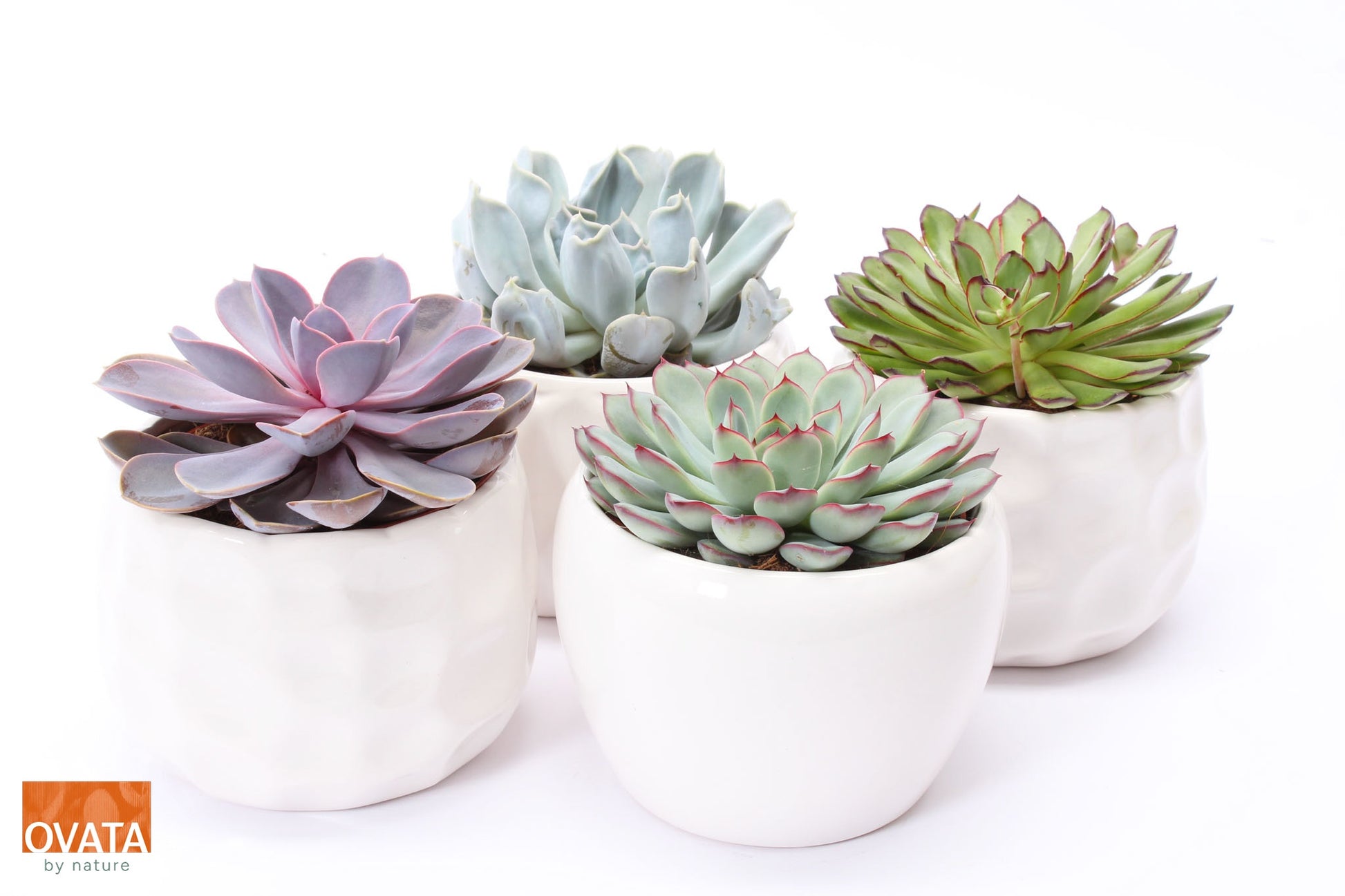 Echeveria mix 14cm 15cm Pot