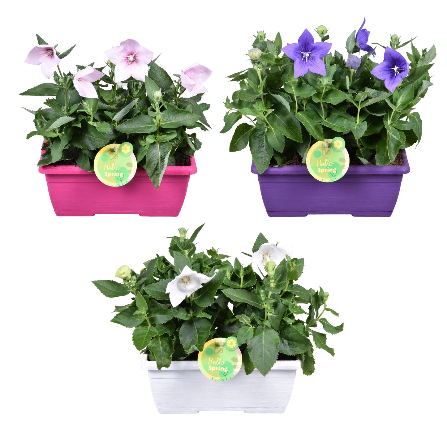 Adrichem Potplanten Platycodon mix (+ drp.stone) Pack of 4