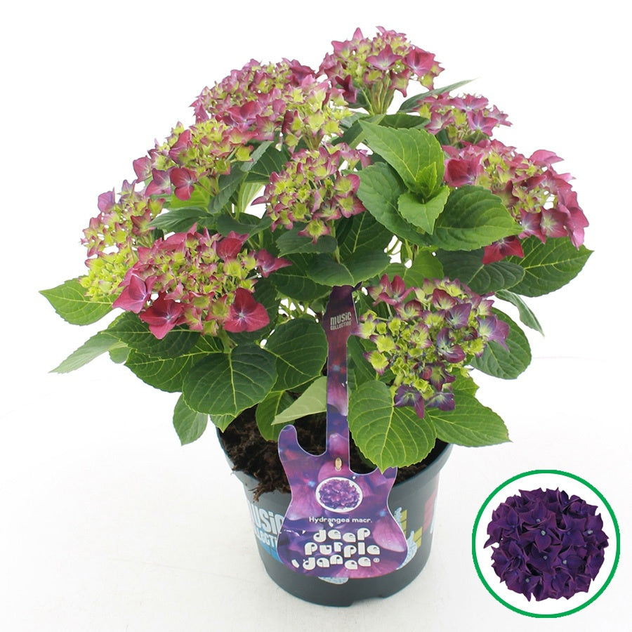 Hydrangea macrophylla mix 45cm 23cm Pot