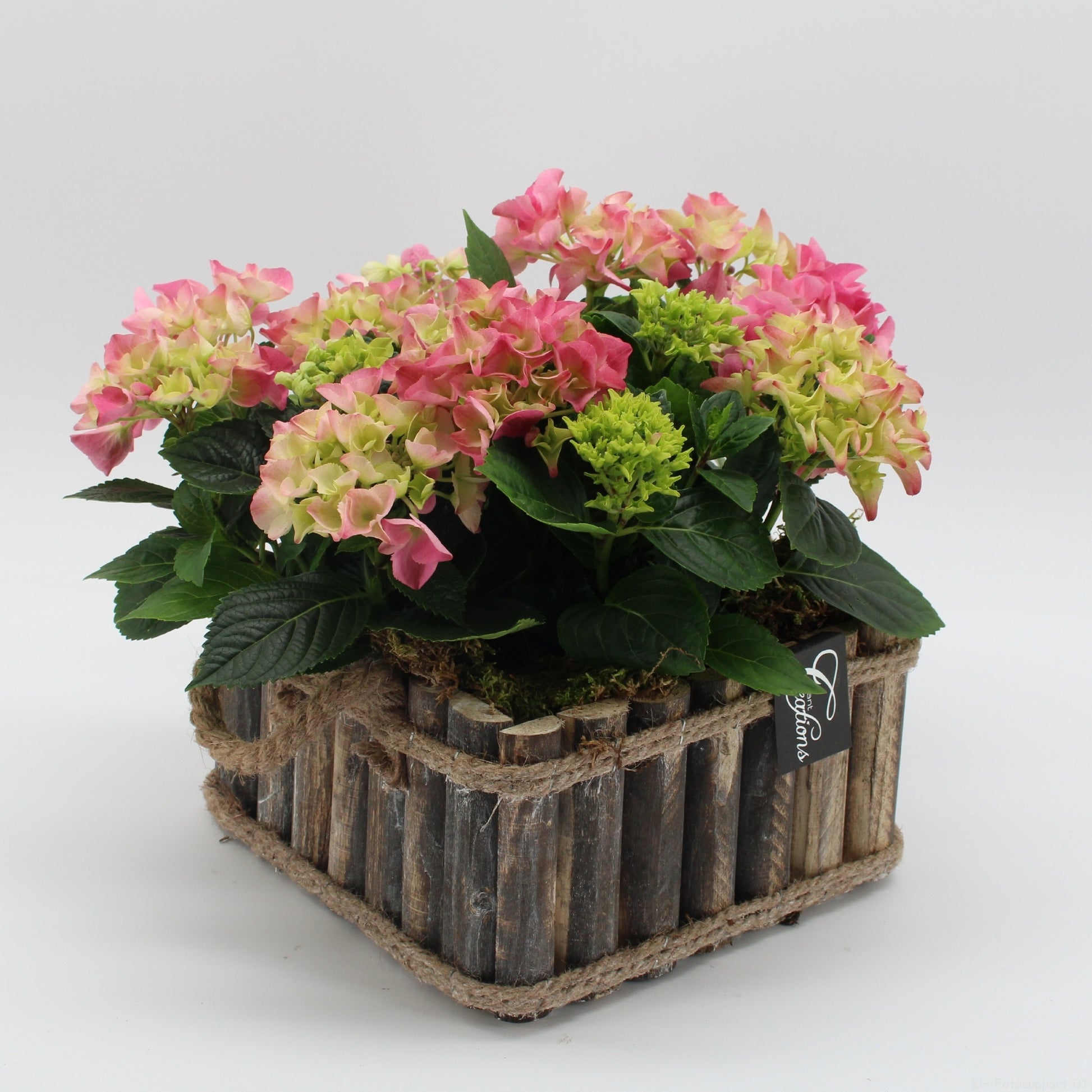 KHCR-2617RZ Hydrangea creatie 30cm 23cm Pot