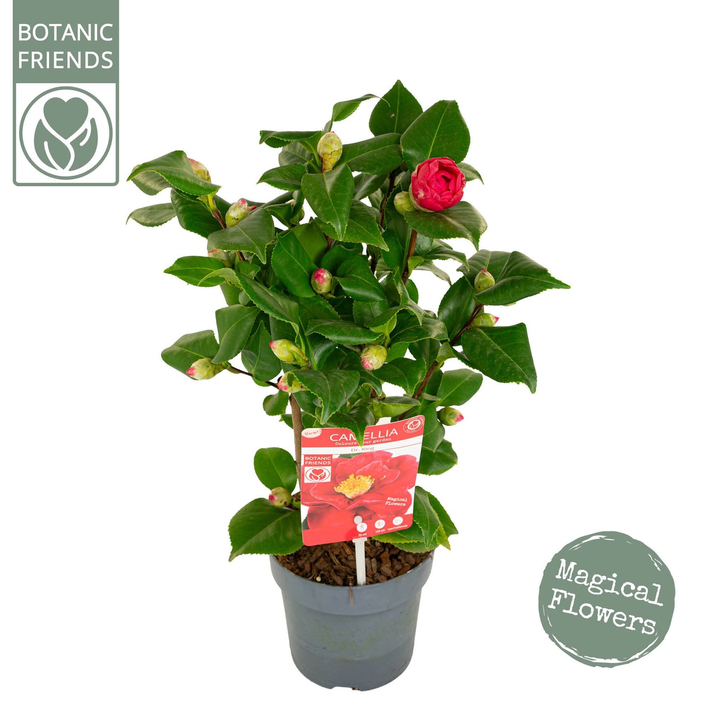 Camellia japonica 40cm 15cm Pot
