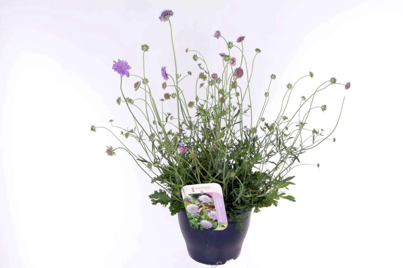 Scabiosa Butterfly Blue 65cm 23cm Pot