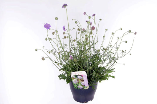 Scabiosa Butterfly Blue 65cm 23cm Pot