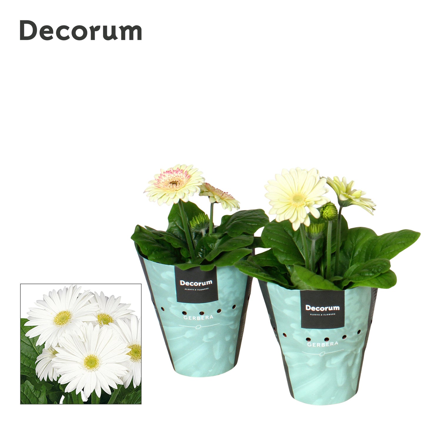 Velden, Firma Freek v.d. Gerbera Flori Line white Pack of 9