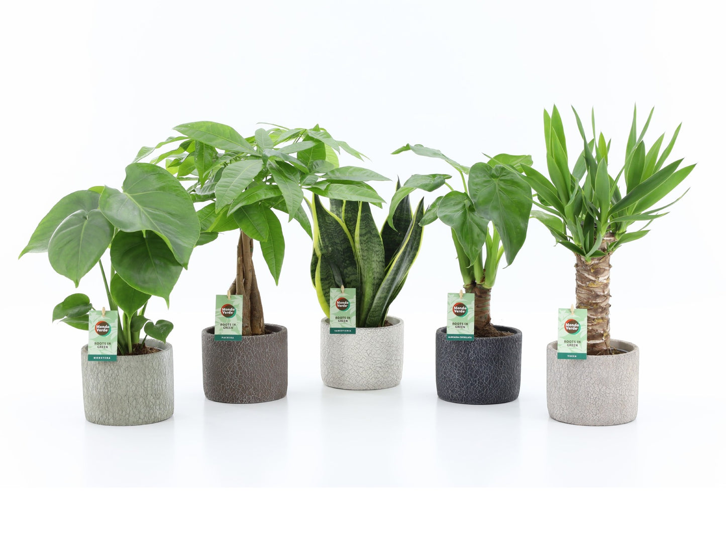 Mondo Verde (Bakker) Foliage houseplants mix Pack of 5