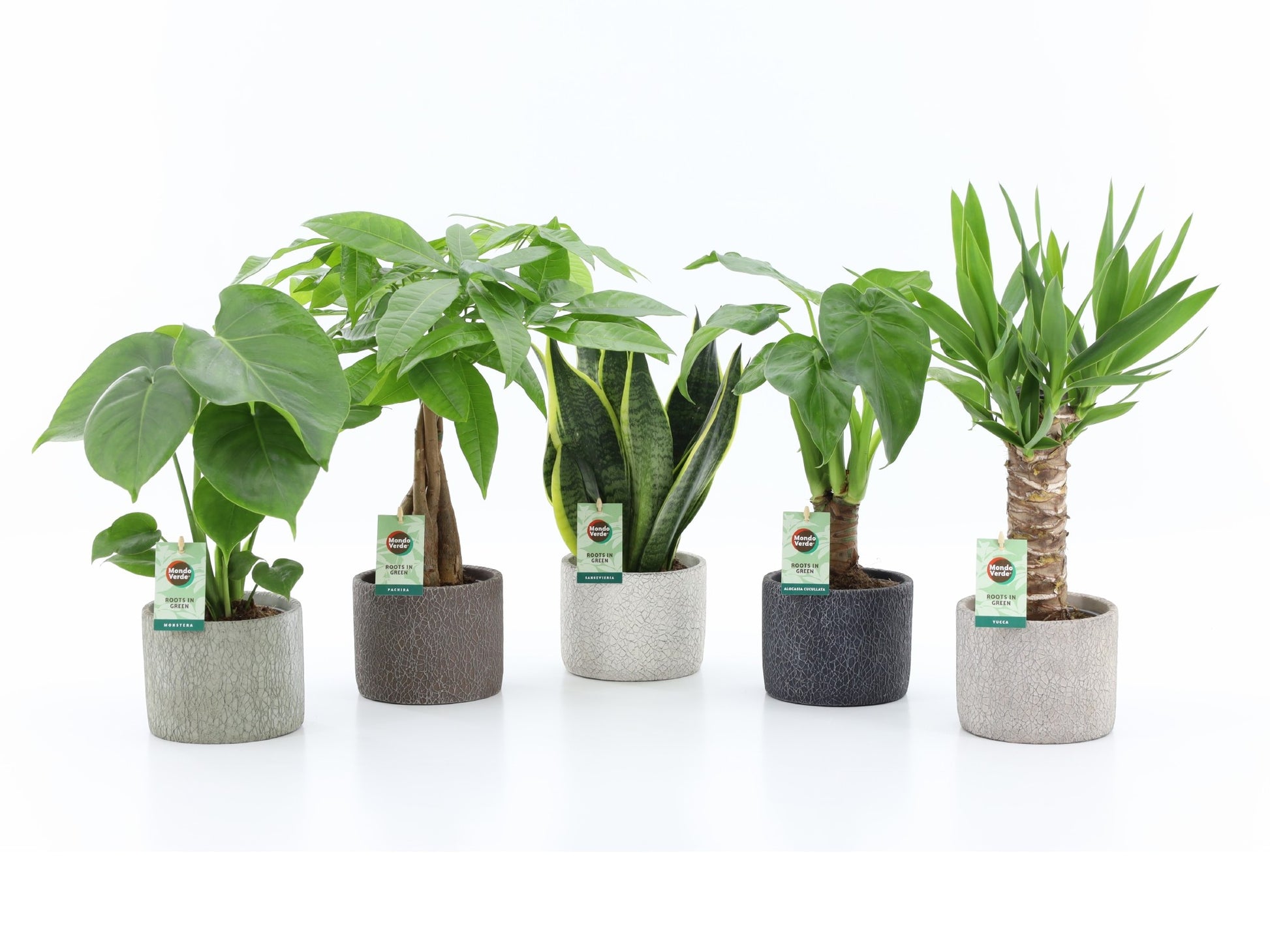 Mondo Verde (Bakker) Foliage houseplants mix Pack of 5