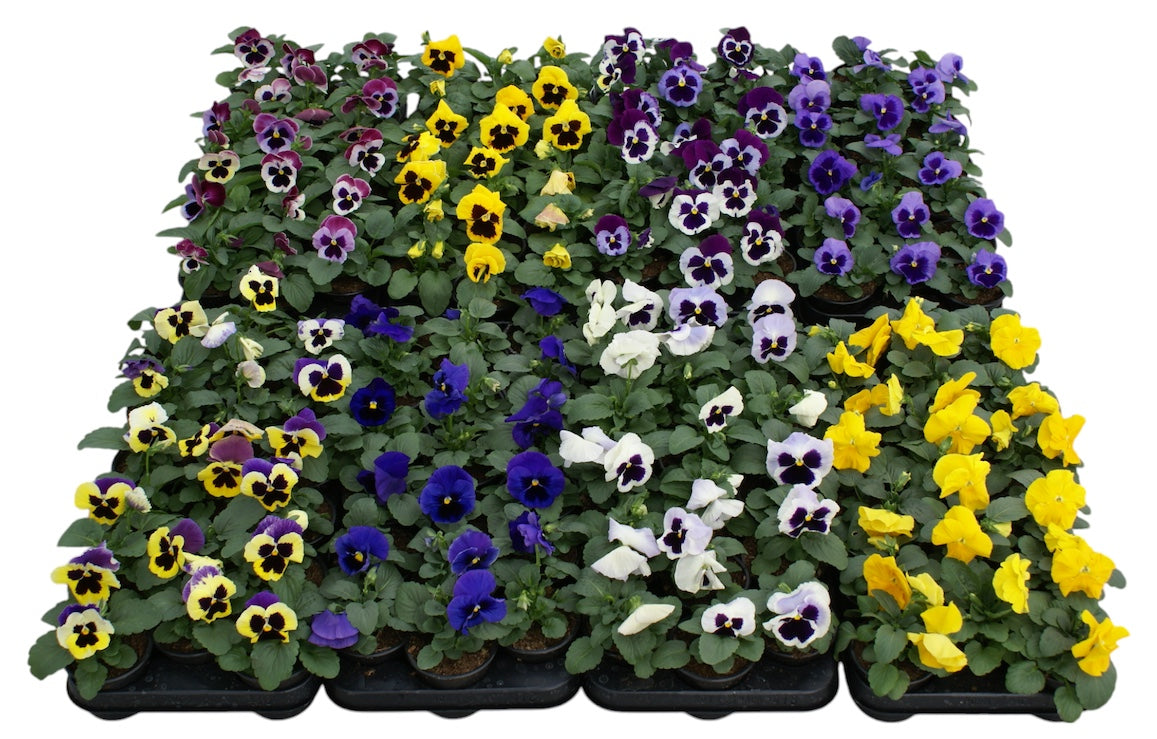 Zuidbaak Honselersdijk Viola F1 hybrid Pack of 18