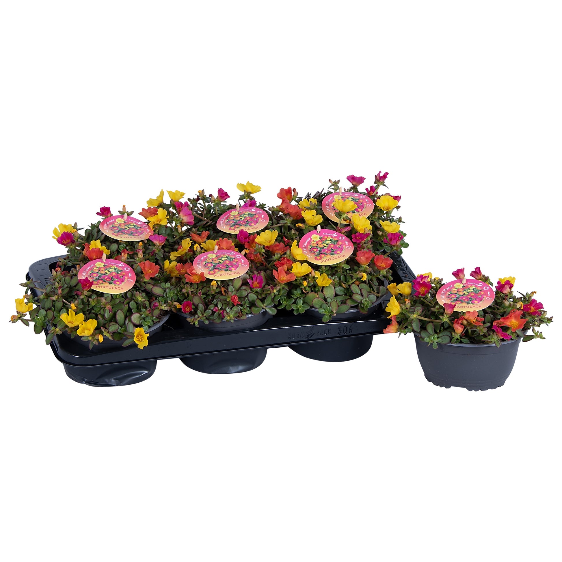 Portulaca 13cm 17cm Pot