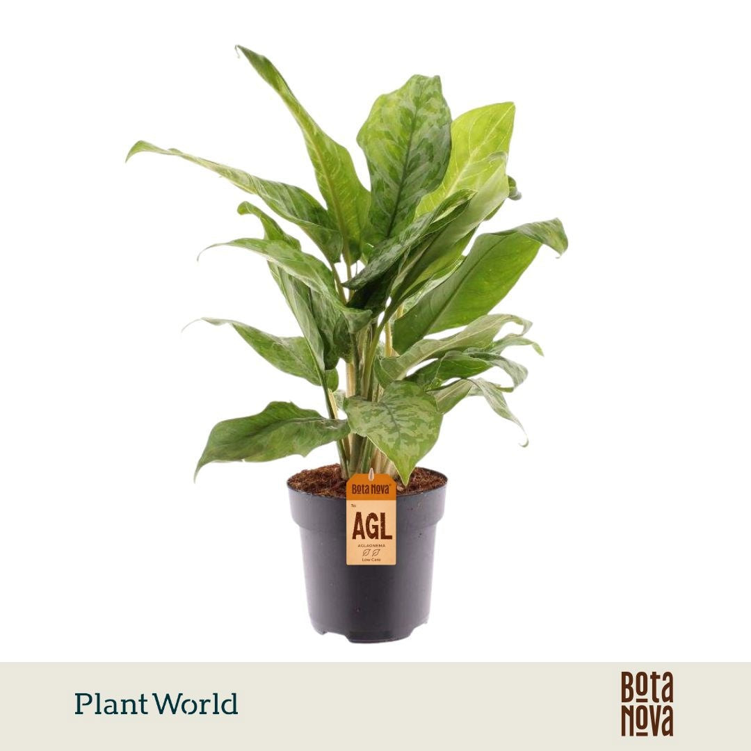 Plantworld Jogrow Aglaonema Peacock Pack of 6