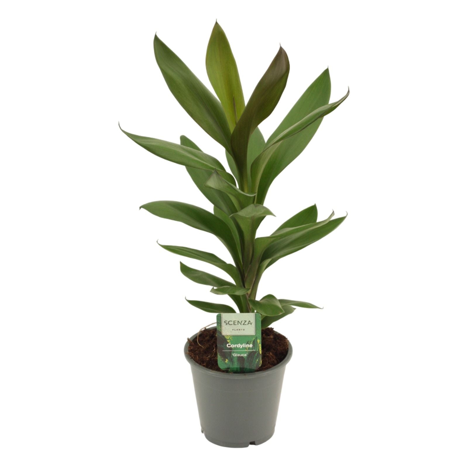 Cordyline frut. Glauca 40cm 12cm Pot