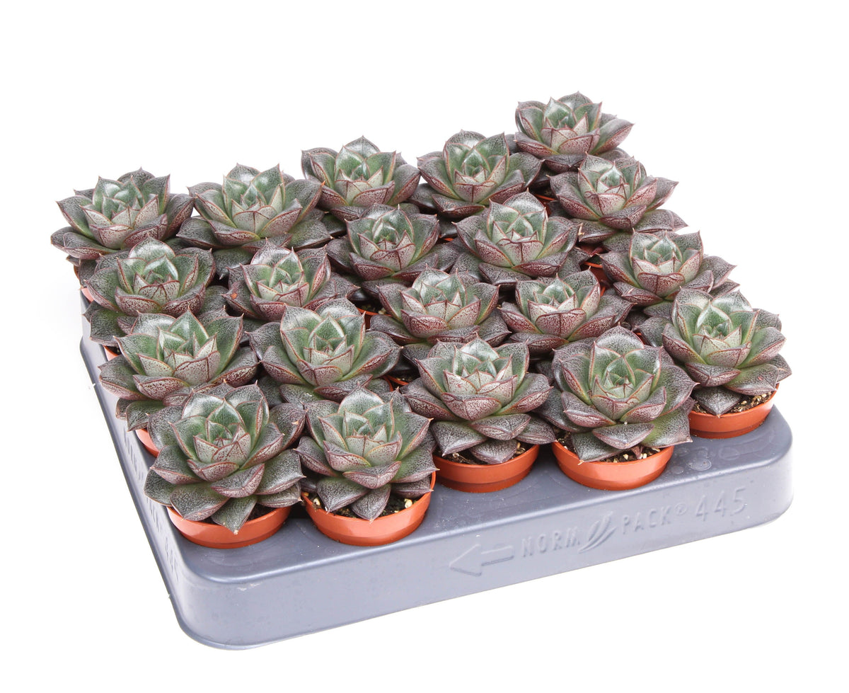 Echeveria Purpusorum 8cm 5.5cm Pot