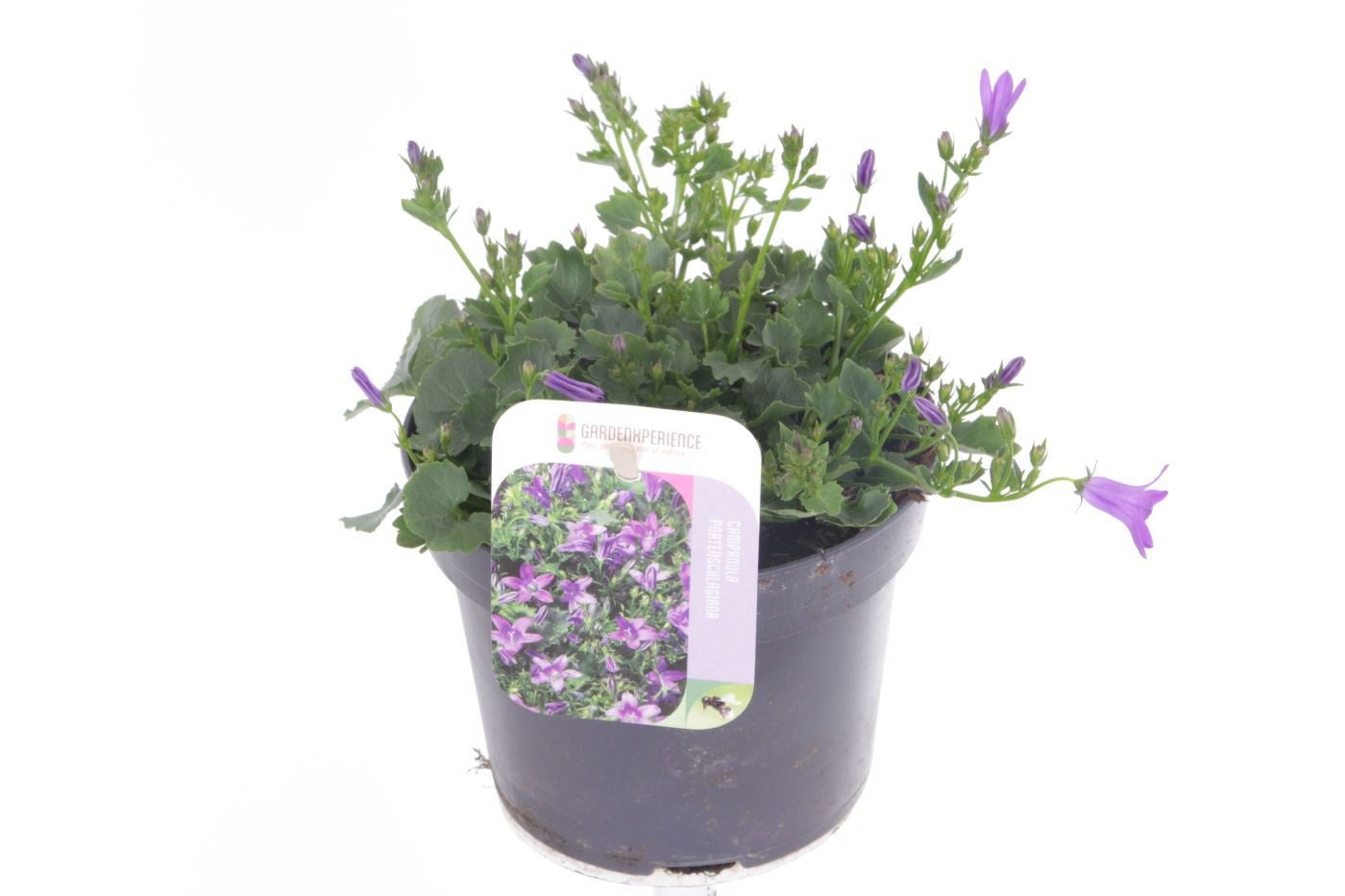 Campanula portenschlagiana 15cm 13cm Pot