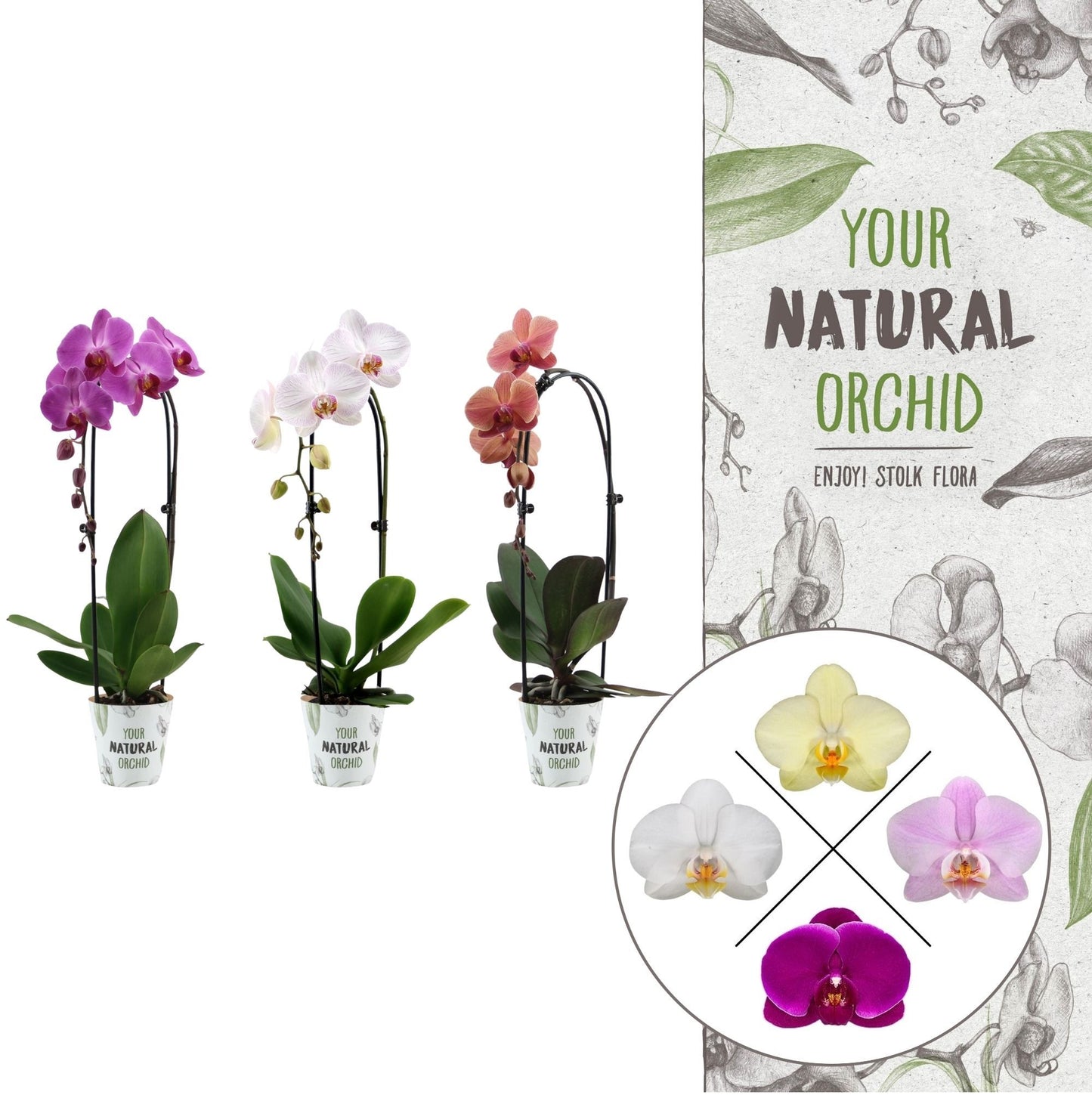 Phalaenopsis cascade mix 45cm 12cm Pot
