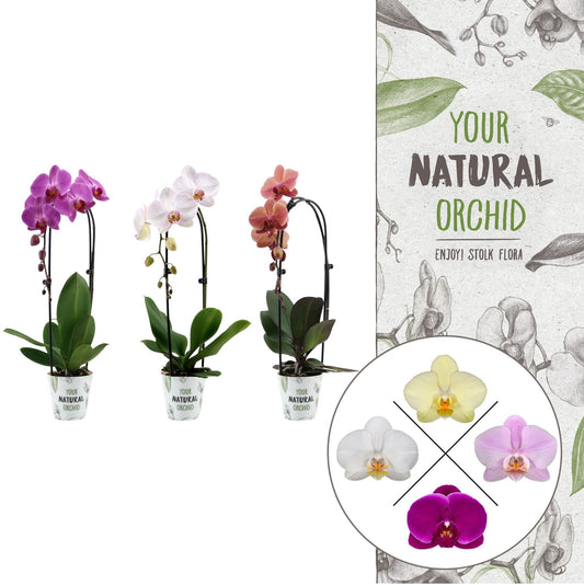Stolk Flora BV Phalaenopsis mix cascade Pack of 10