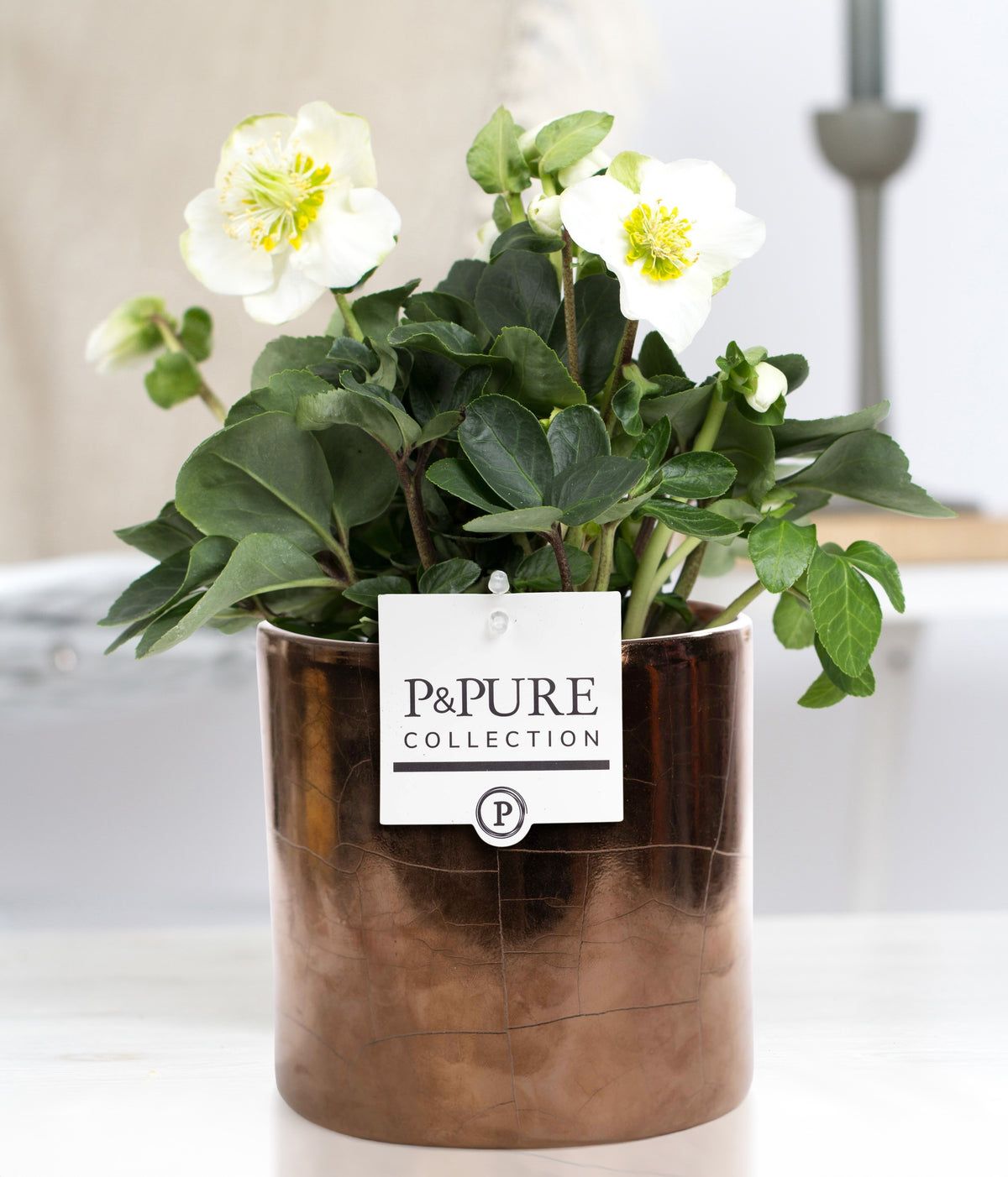 Helleborus niger Christmas Carol 30cm 12cm Pot