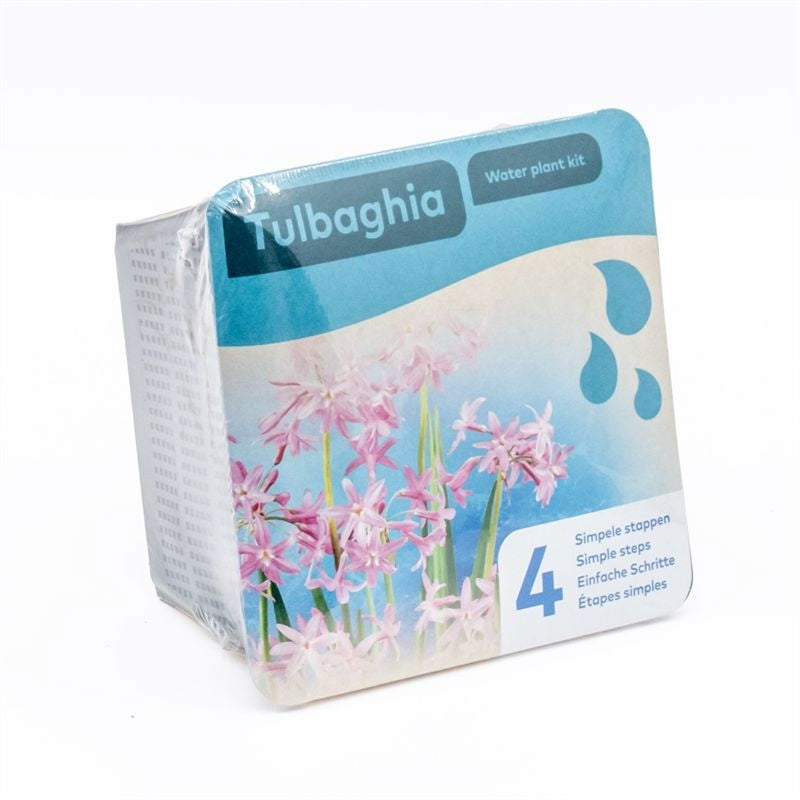 Waterplkw R. Moerings Tulbaghia violacea Pack of 7