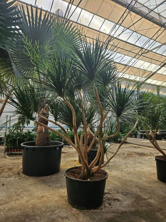 Dracaena marginata 300cm 96cm Pot